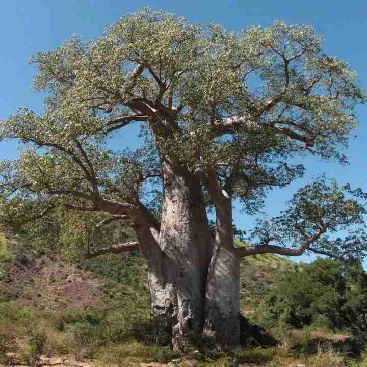 Les pochades du baobab